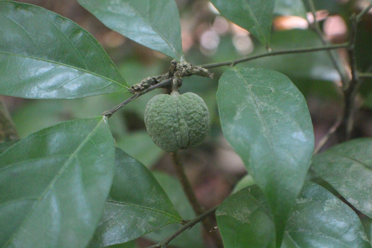 Dichapetalum gelonioides (Roxb.) Engl.